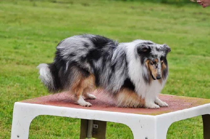 Du Chemin Des Roselières - Fantasia et Flash en concours d'agility à Chaumes-En-Brie (77)