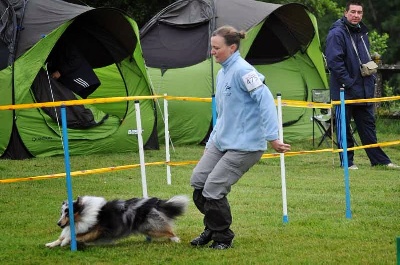 Du Chemin Des Roselières - Flash en concours d'agility à Aulnay-Sous-Bois (93)