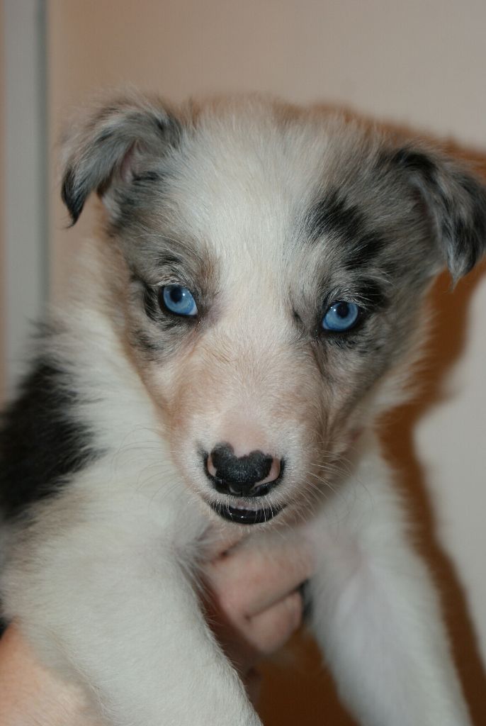 Du Chemin Des Roselières - Chiots border collie disponibles