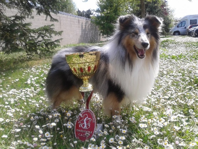 Du Chemin Des Roselières - Flash obtient un nouveau titre de champion...