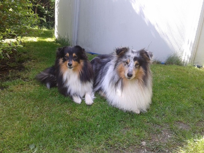 Du Chemin Des Roselières - Des chiots sont nés...