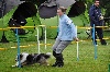  - Flash en concours d'agility à Aulnay-Sous-Bois (93)