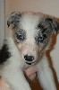  - Chiots border collie disponibles