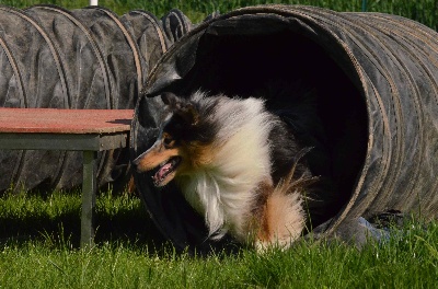 Du Chemin Des Roselières - 1er concours d'agility pour Flash !