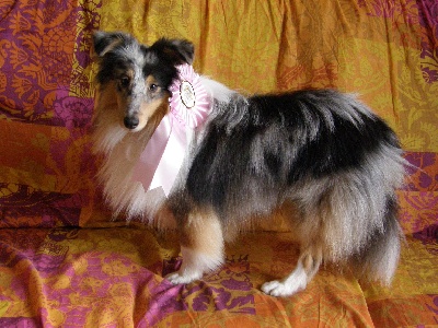 Du Chemin Des Roselières - Flash au Paris Dog Show 2012