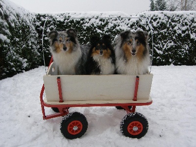 Du Chemin Des Roselières - Les toutous dans la neige...