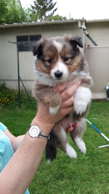 Du Chemin Des Roselières - Chiot disponible