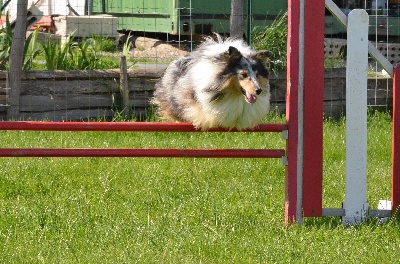 Du Chemin Des Roselières - 2e concours d'agility pour Flash...