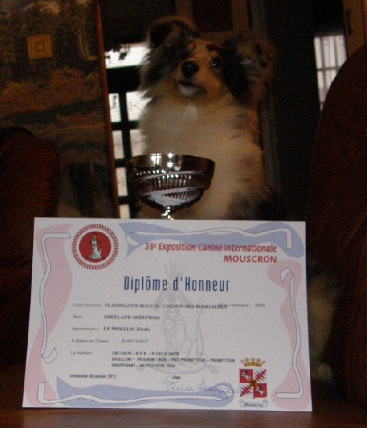 Expositions canines Flashdance