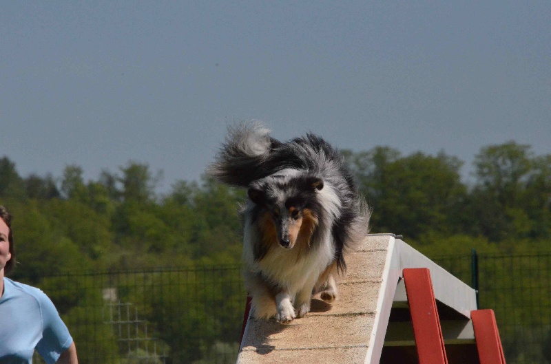 Flash à l'agility