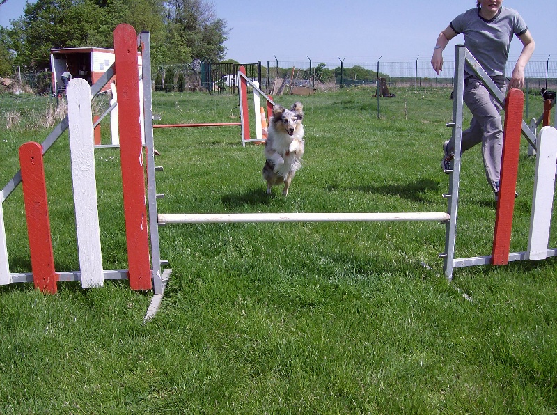 Cheyenne à l'agility