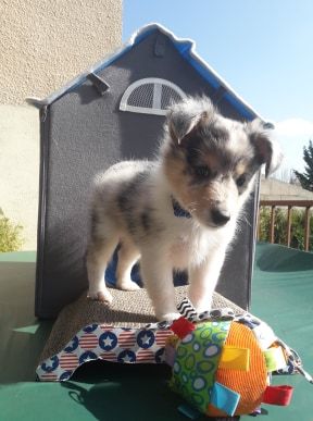 Du Chemin Des Roselières - Shetland Sheepdog - Portée née le 17/02/2020